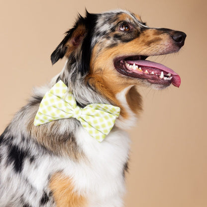 Bryce Dog Babe Bow