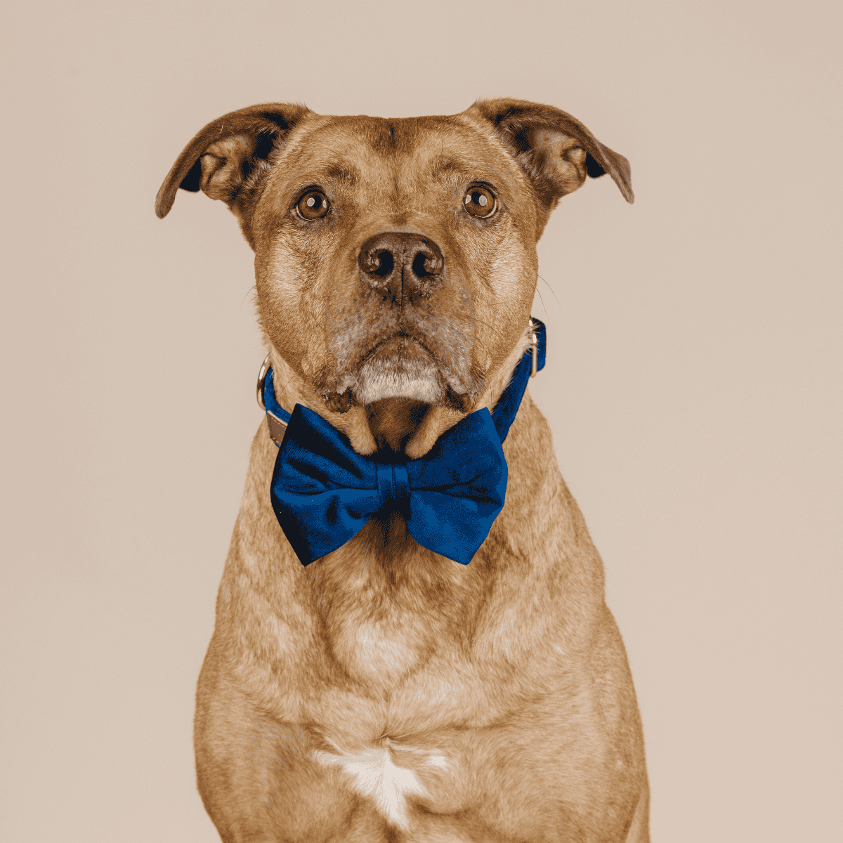Channing Dog Bow Tie