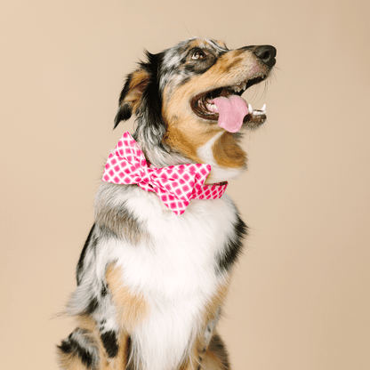 Chrishell Dog Babe Bow