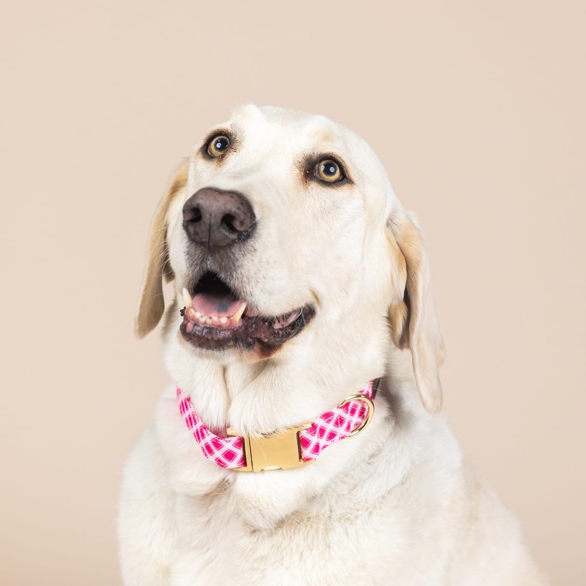 Chrishell Dog Collar