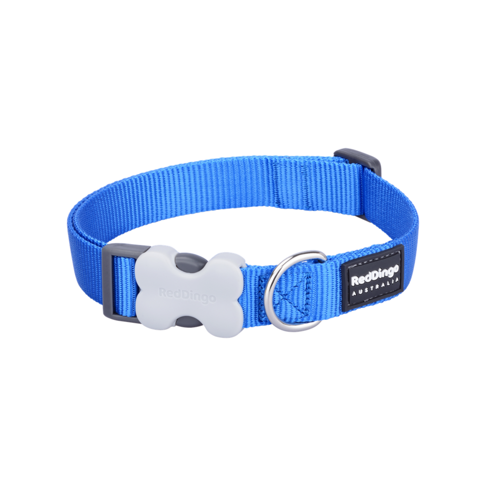 Buckle Bone Dog Collar Electric Blue