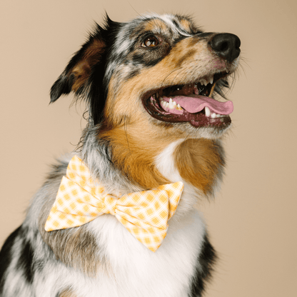 Daisy Dog Babe Bow