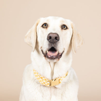 Daisy Dog Collar