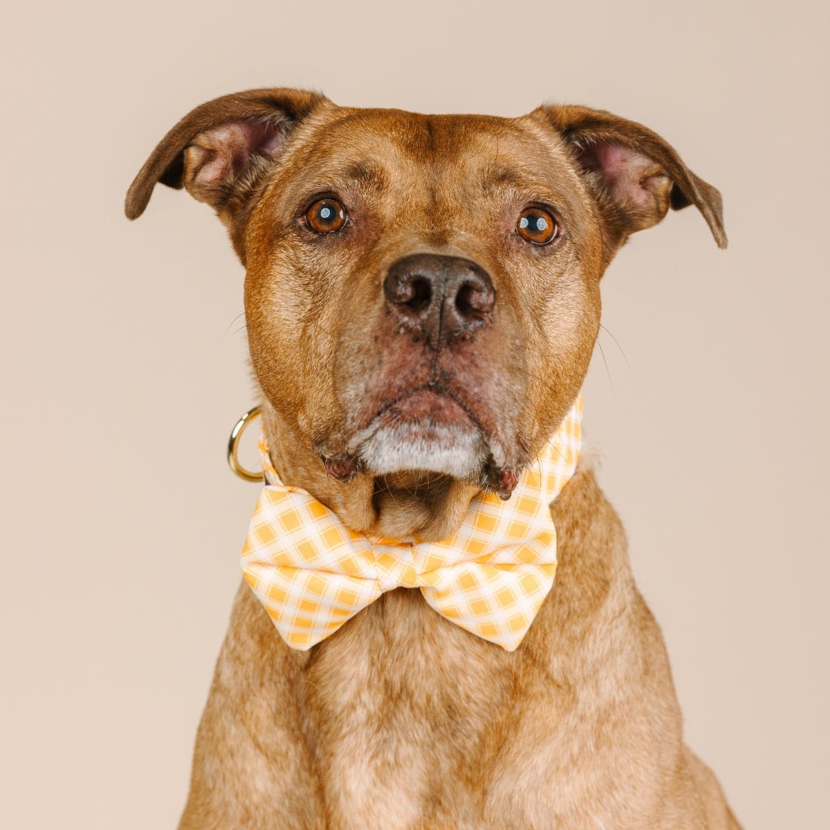 Daisy Dog Bow Tie
