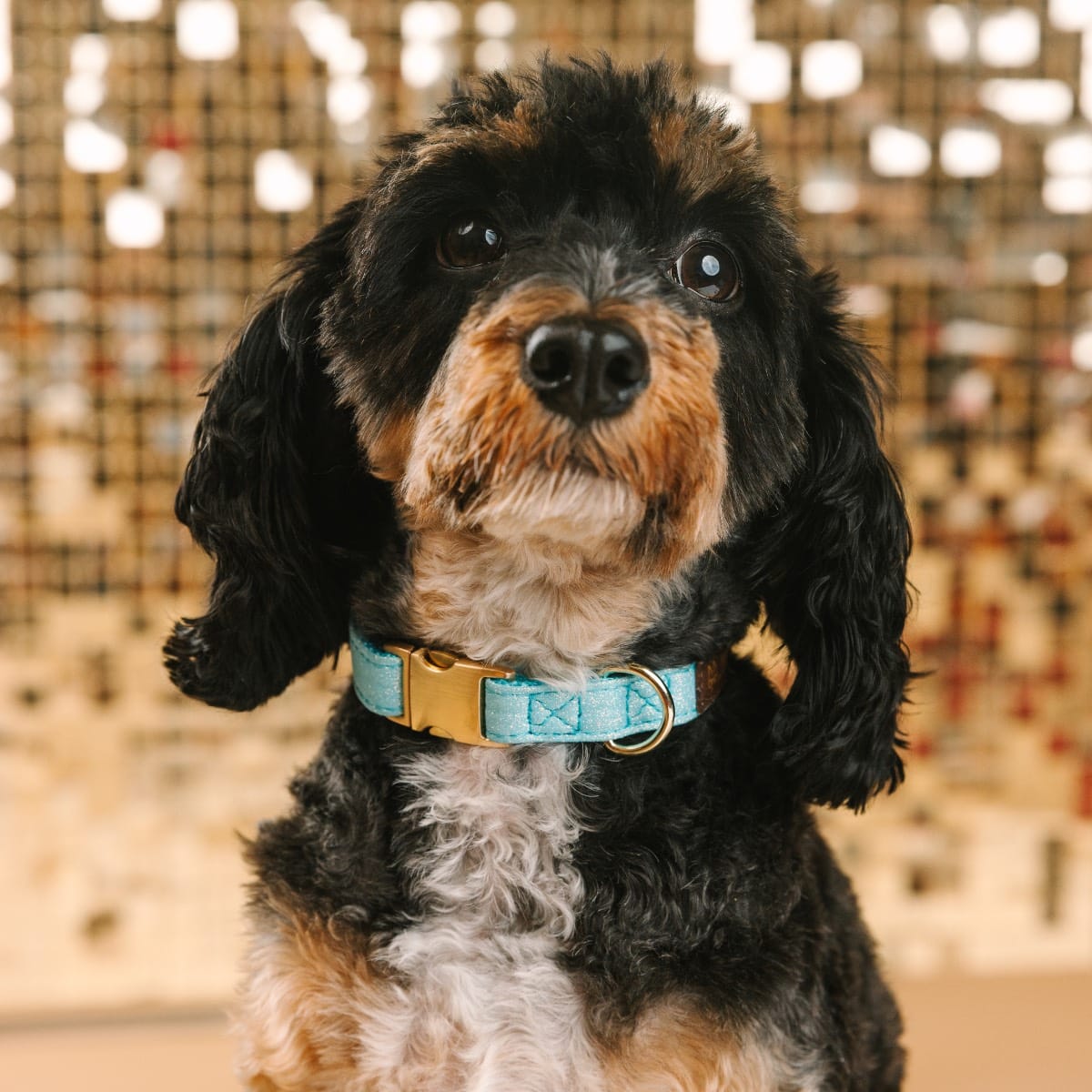 Dawson Dog Collar