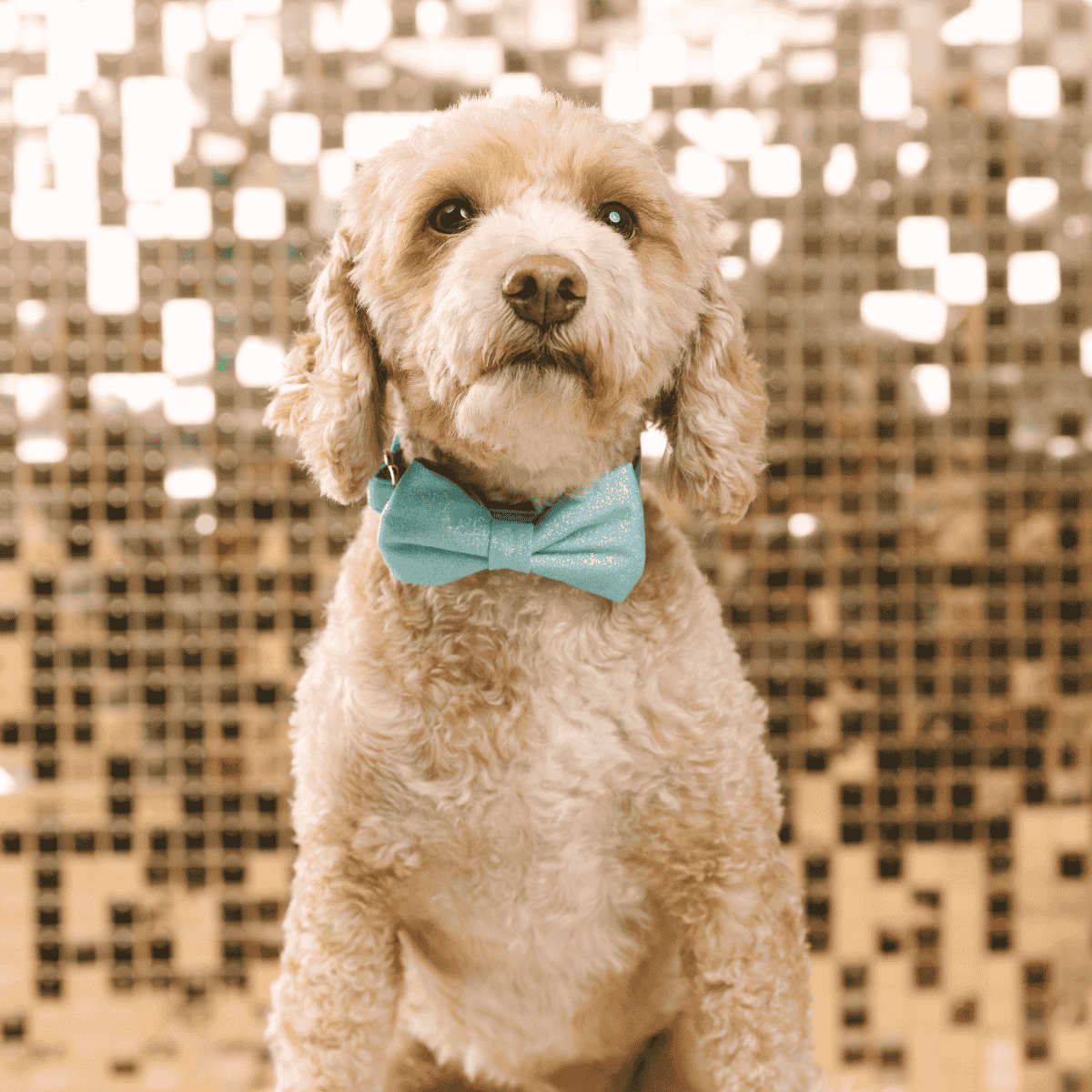 Dawson Dog Bow Tie