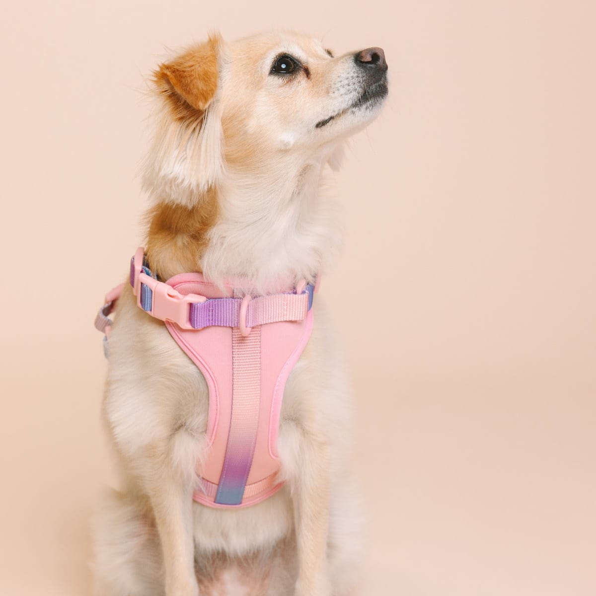 Diem Dog Harness
