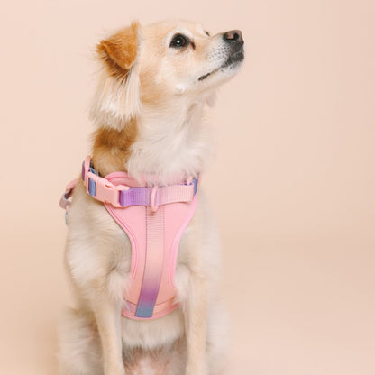 Diem Dog Harness