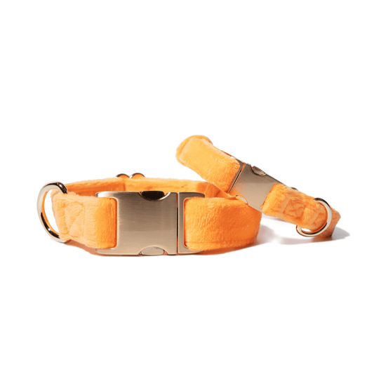 Ezra Dog Collar