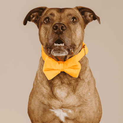 Ezra Dog Bow Tie