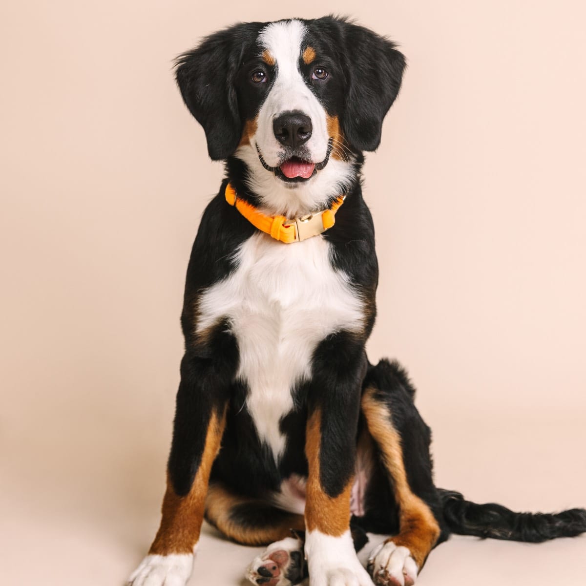 Ezra Dog Collar