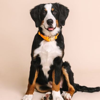 Ezra Dog Collar