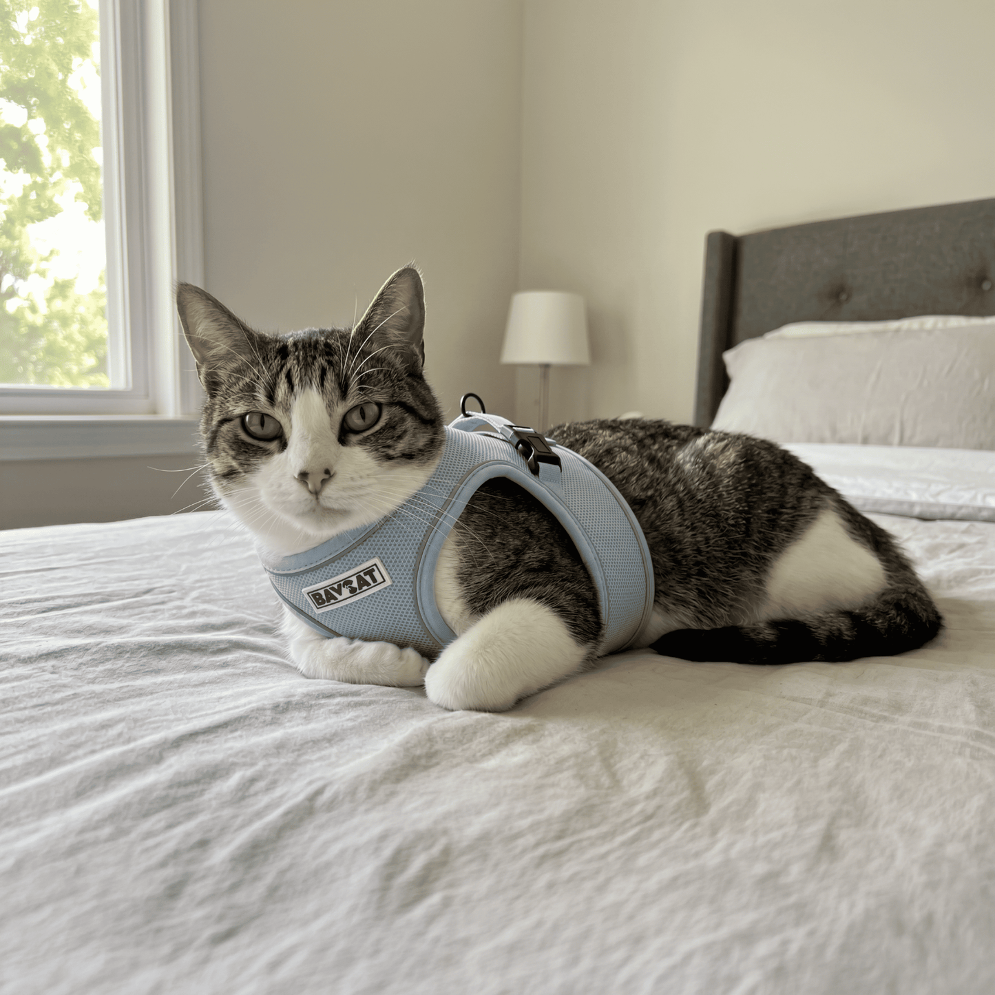 BAYCAT Harness + Leash