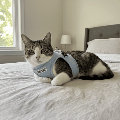 BAYCAT Harness + Leash