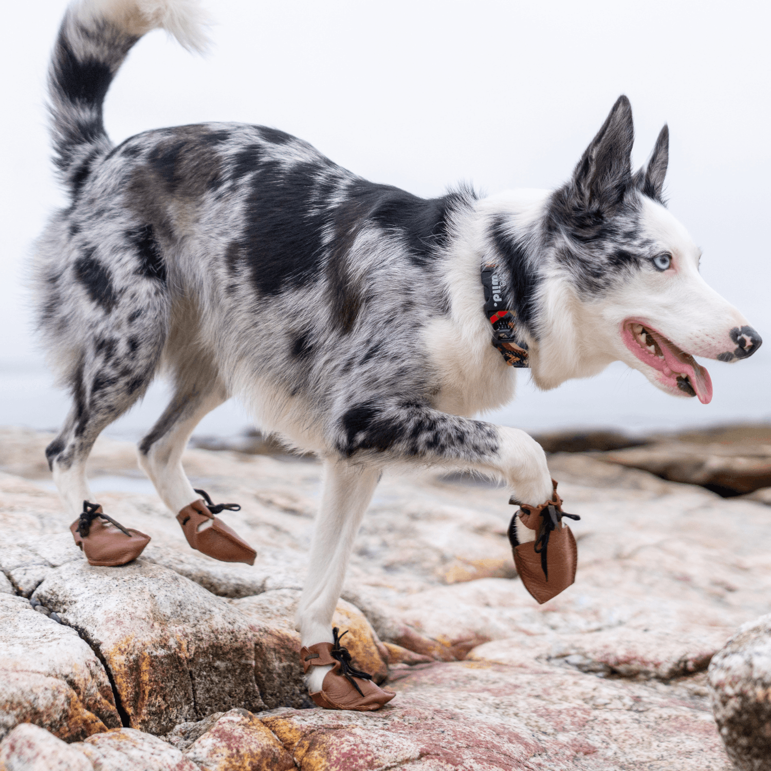 Dog Mocs on a dog paw