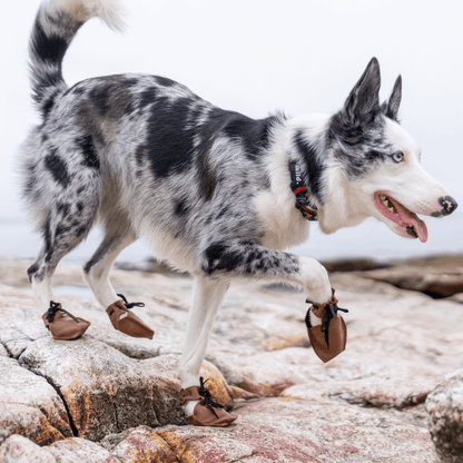 Dog Mocs on a dog paw