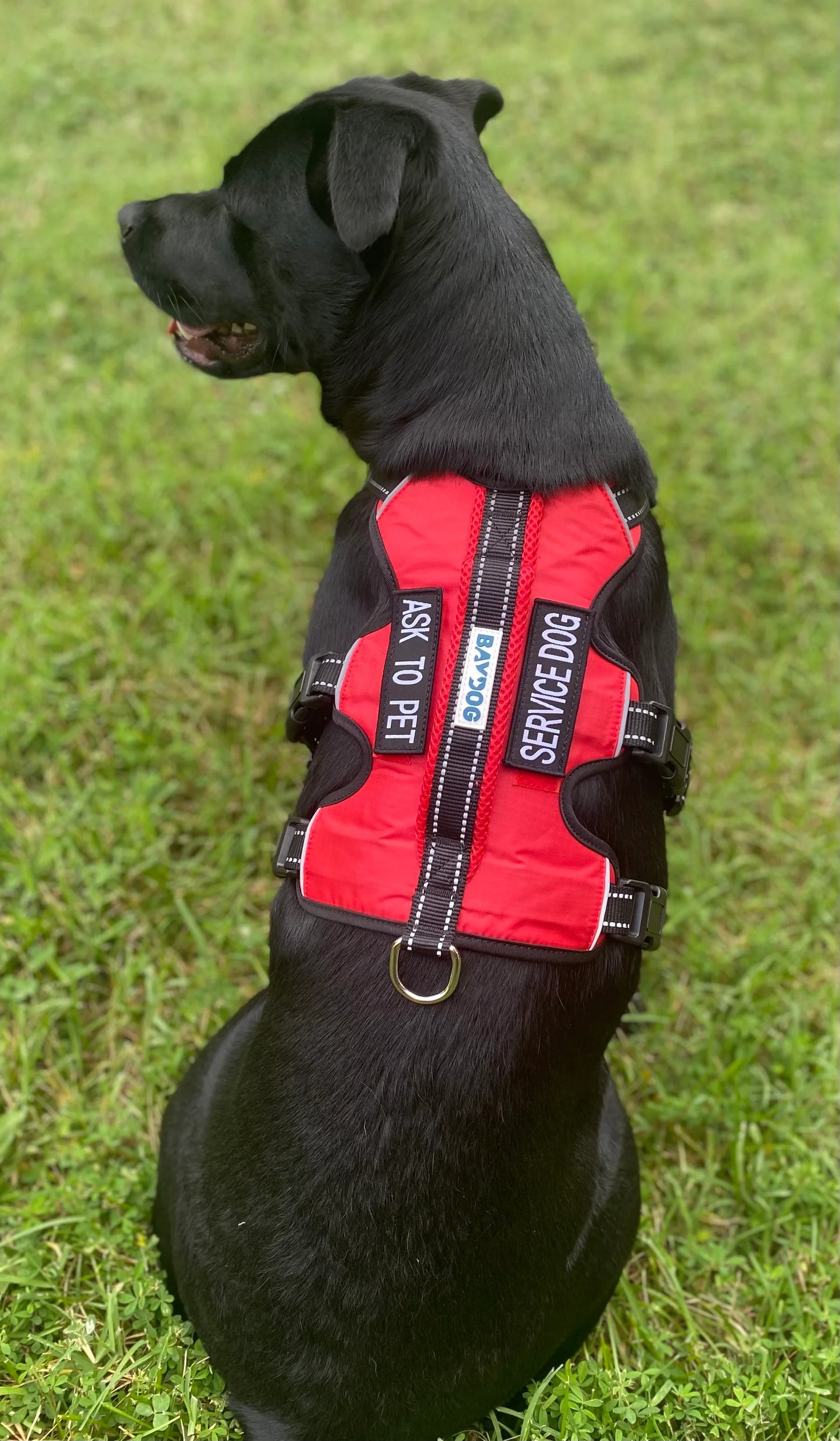 Galveston Harness Service Dog