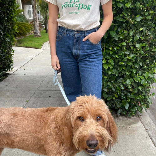 Person in jeans and a t-shirt walking a brown dog on a light blue leash
