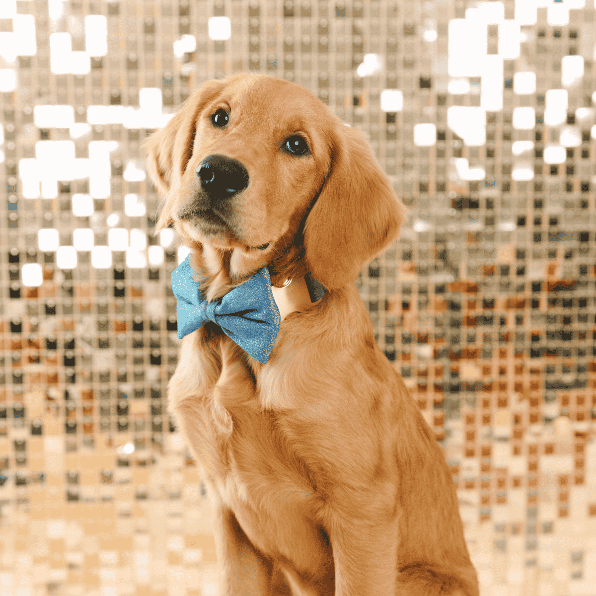 Jolie Dog Bow Tie