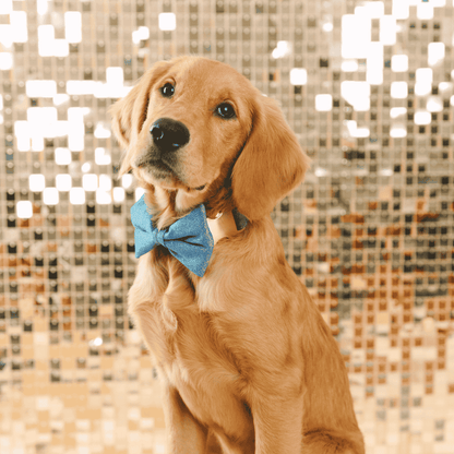 Jolie Dog Bow Tie
