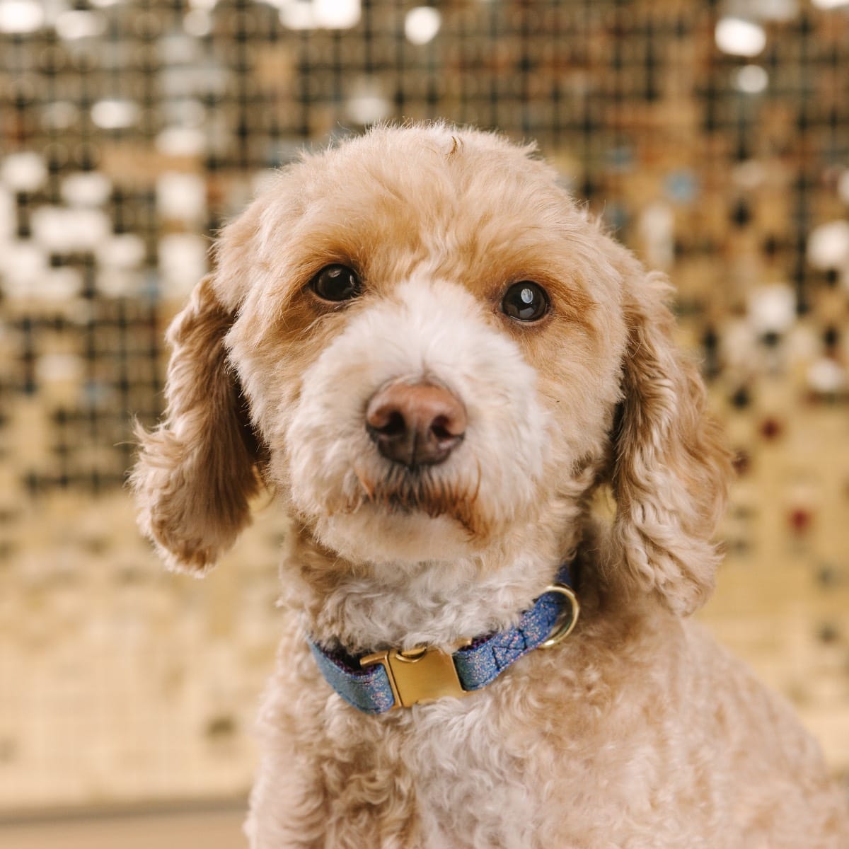 Jolie Dog Collar