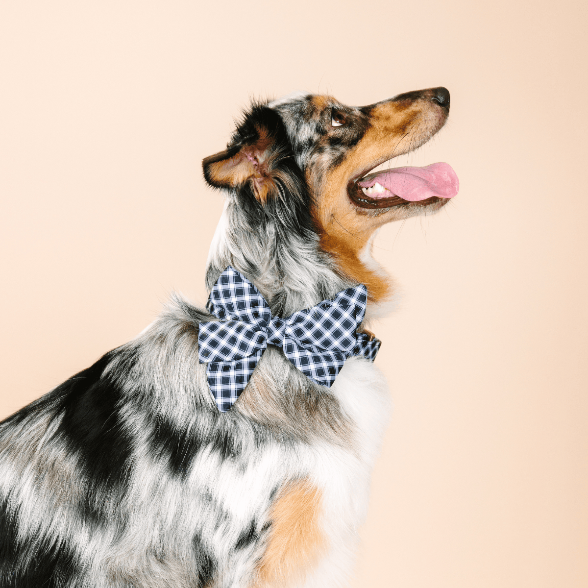 Leighton Dog Babe Bow