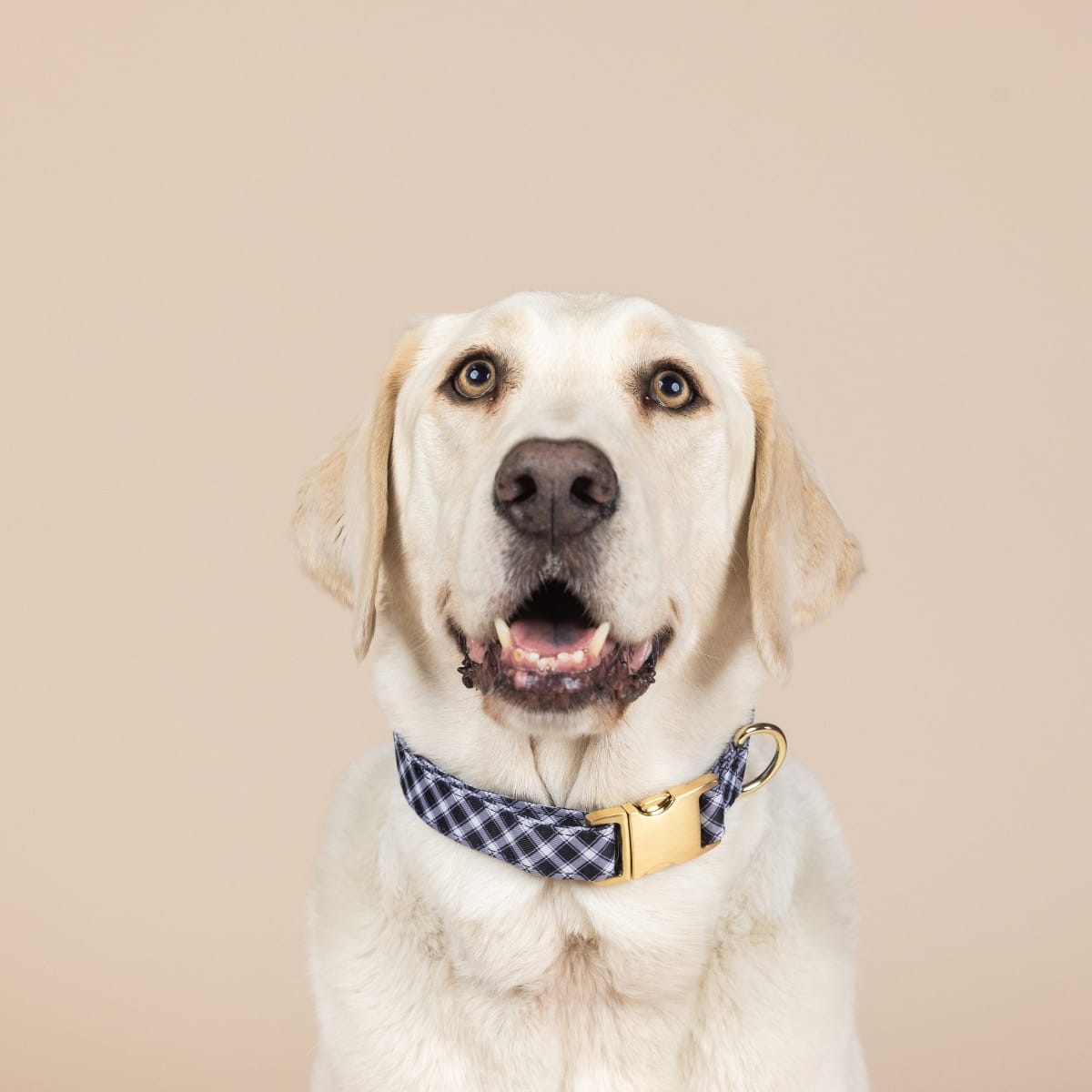 Leighton Dog Collar