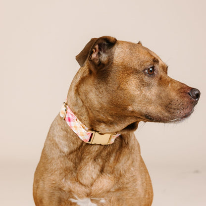 Lottie Dog Collar
