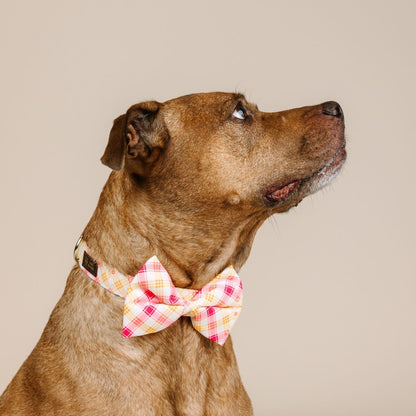 Lottie Dog Bow Tie