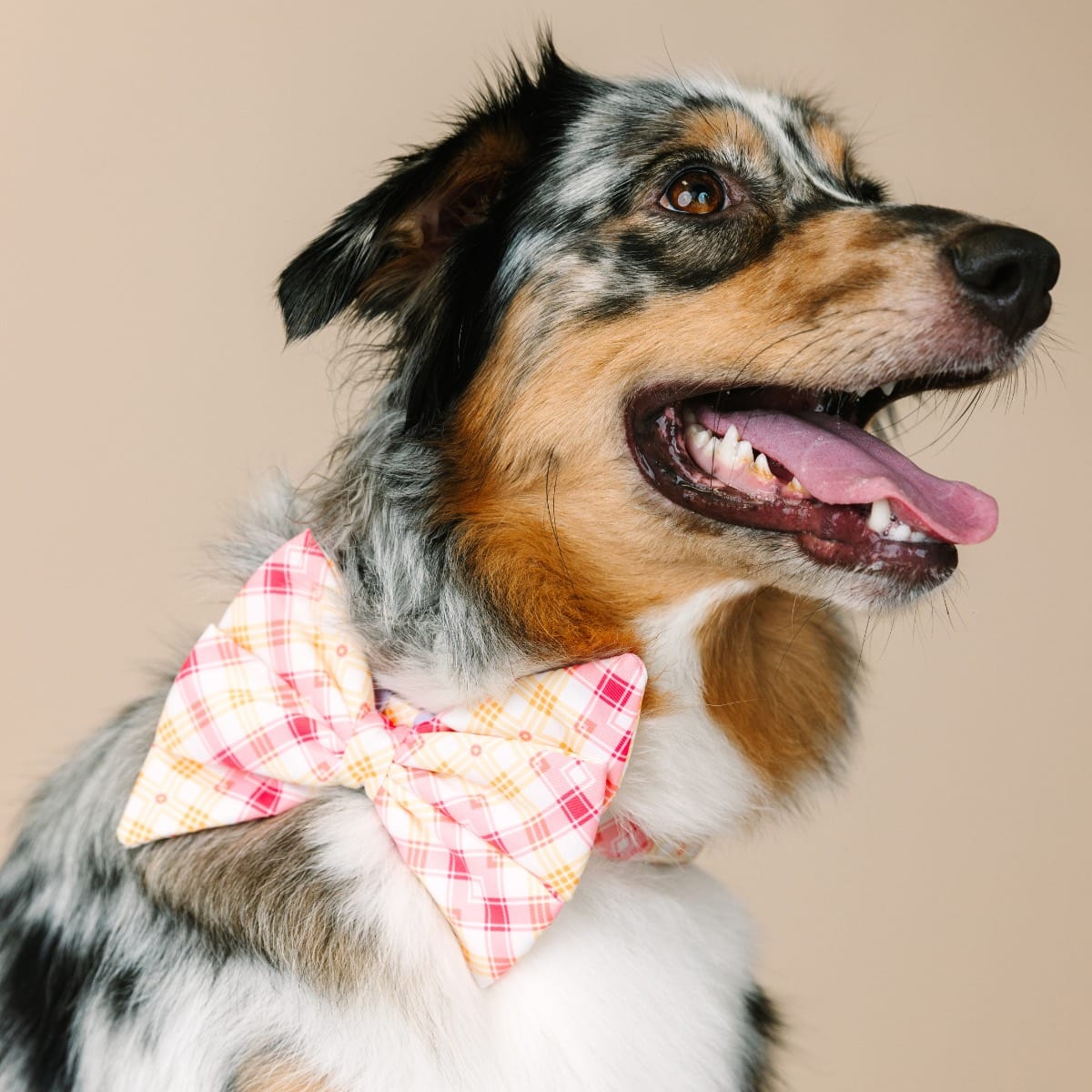 Lottie Dog Babe Bow