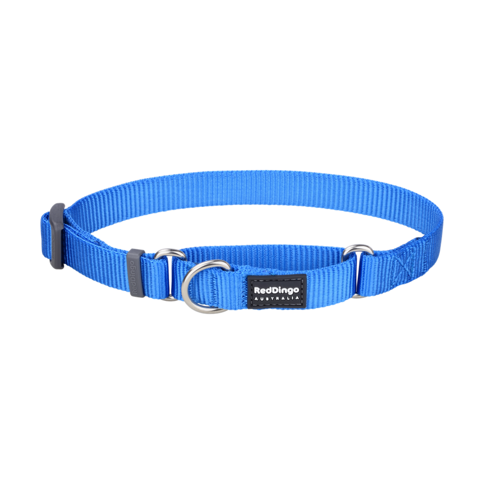 Martingale Dog Collar Electric Blue