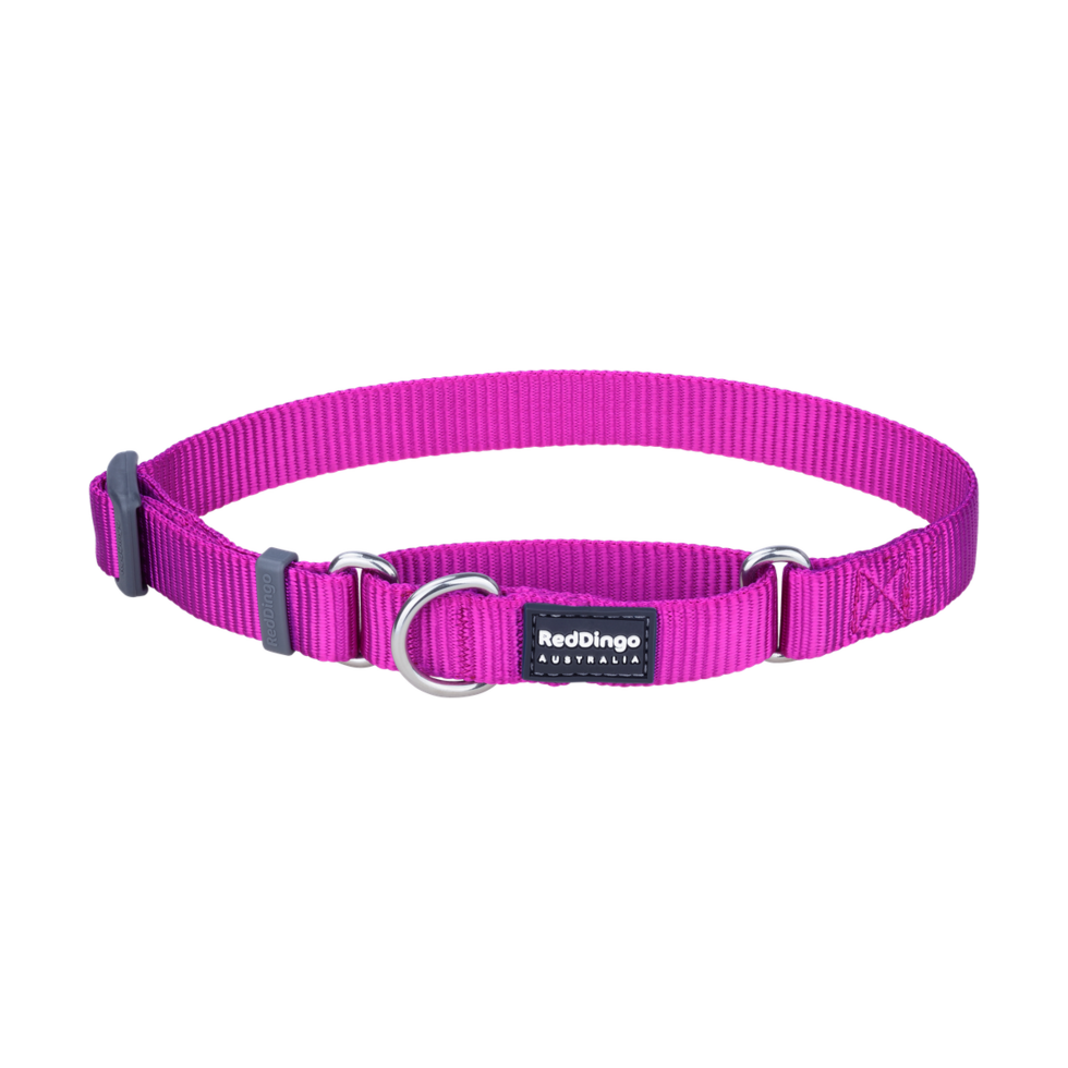 Martingale Dog Collar Fuchsia