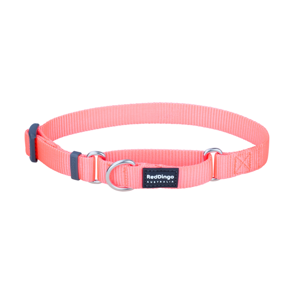 Martingale Dog Collar Hi-Vis Peach
