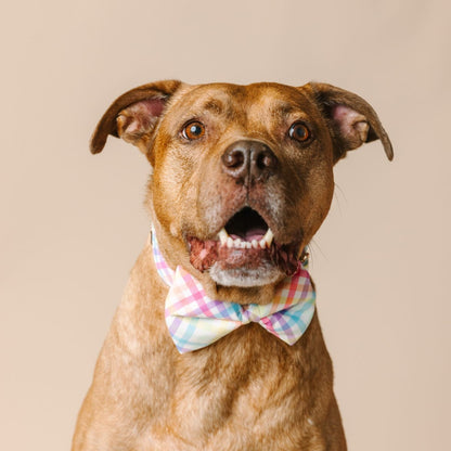 Minka Dog Bow Tie