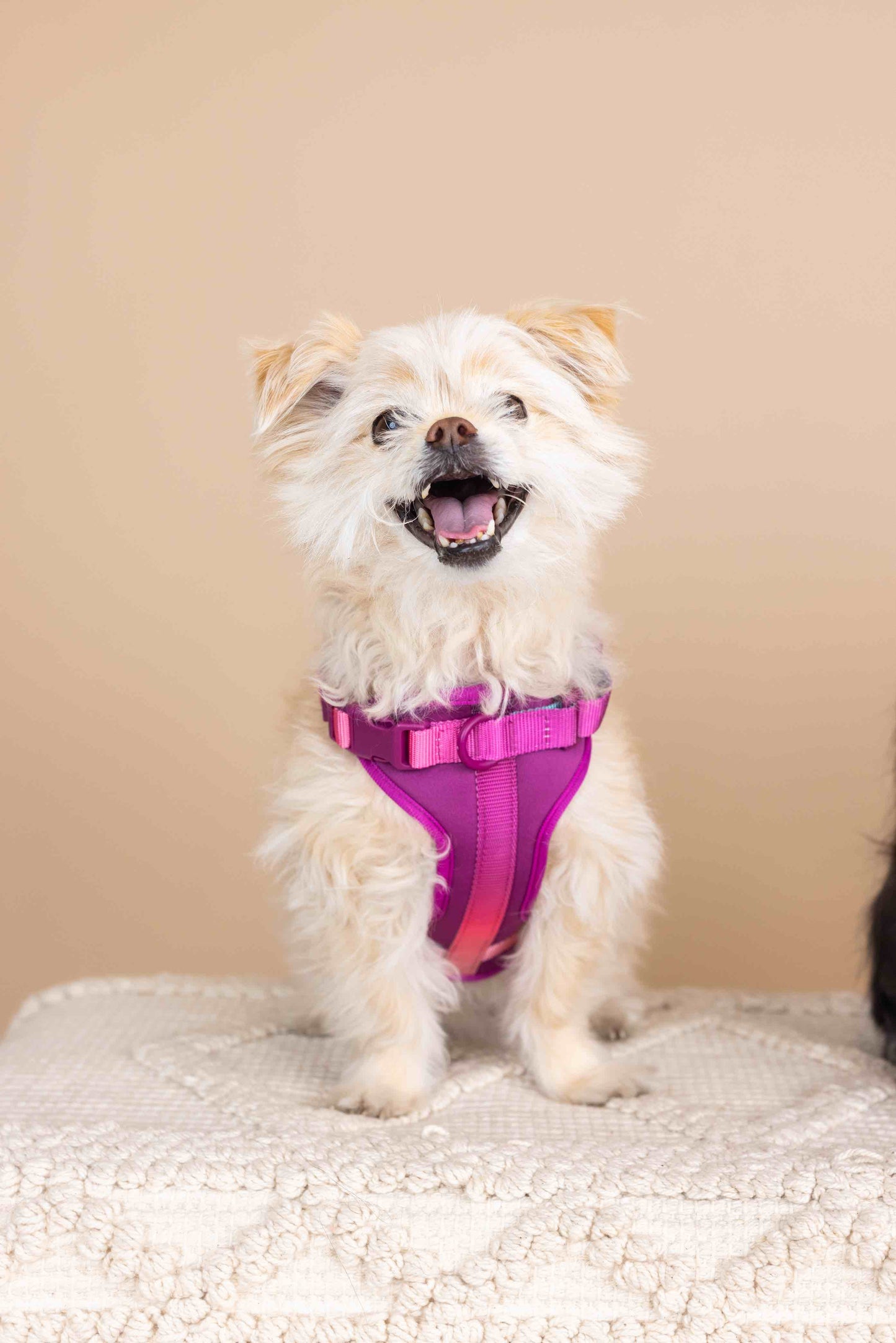 Joana Dog Harness
