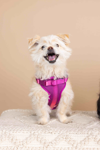 Joana Dog Harness