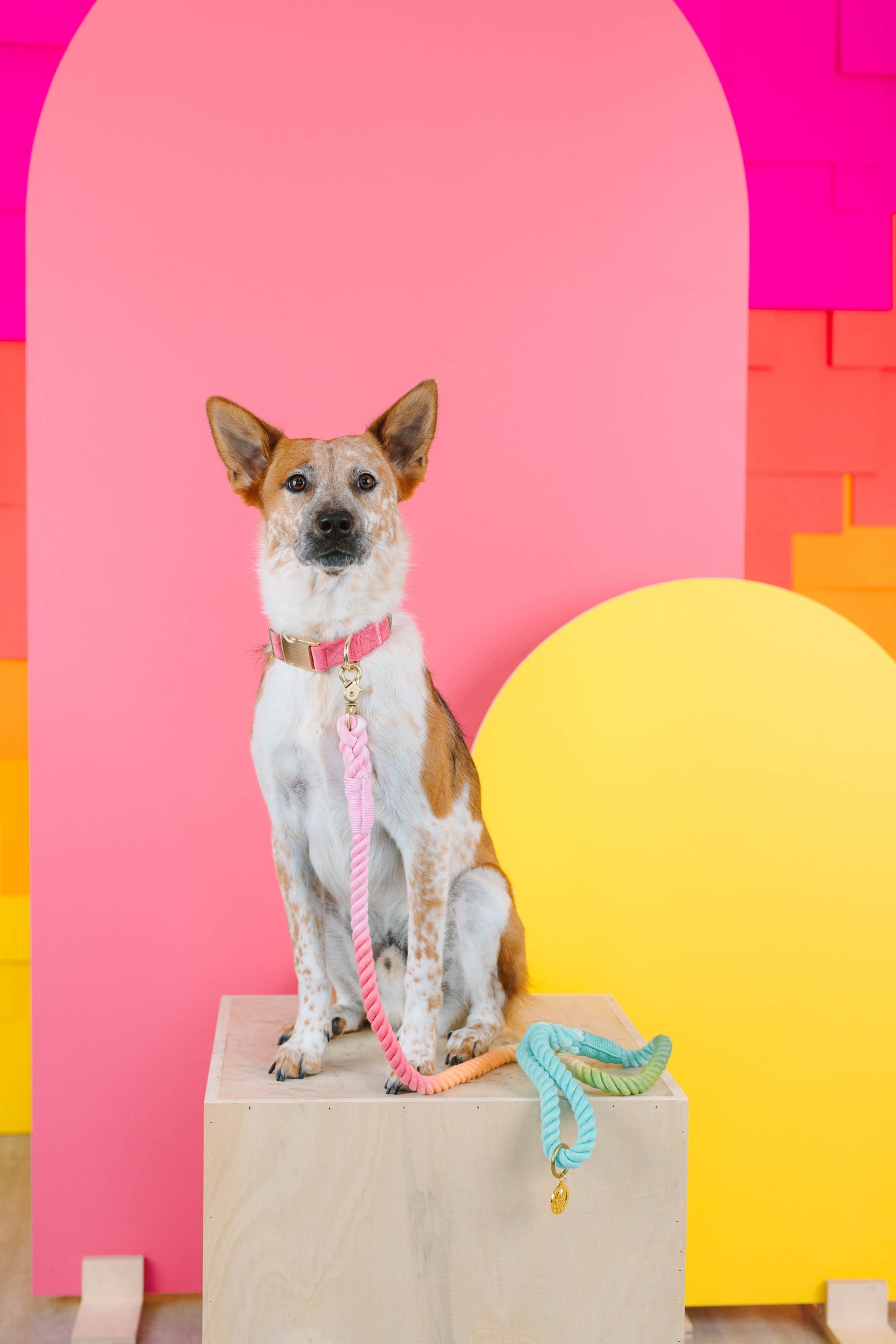 Ella Dog Collar