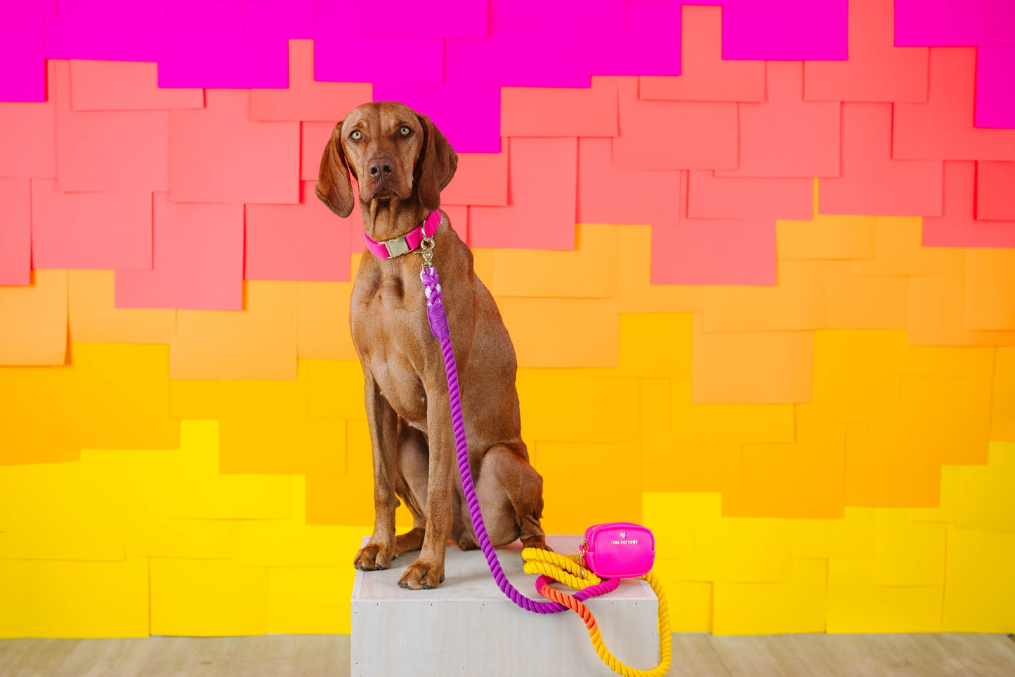 Roxy Rope Dog Leash