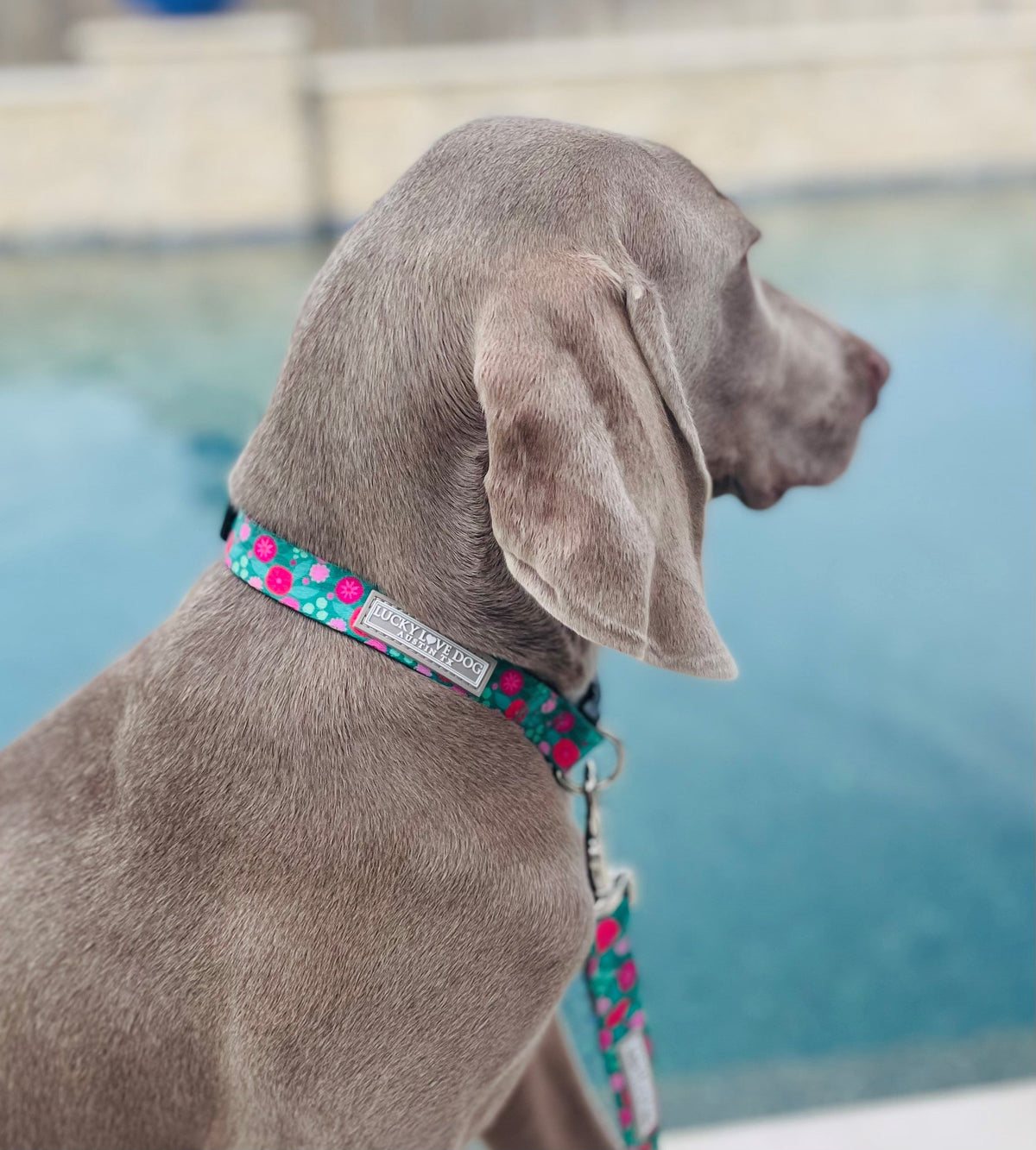 Penny Regular Collar