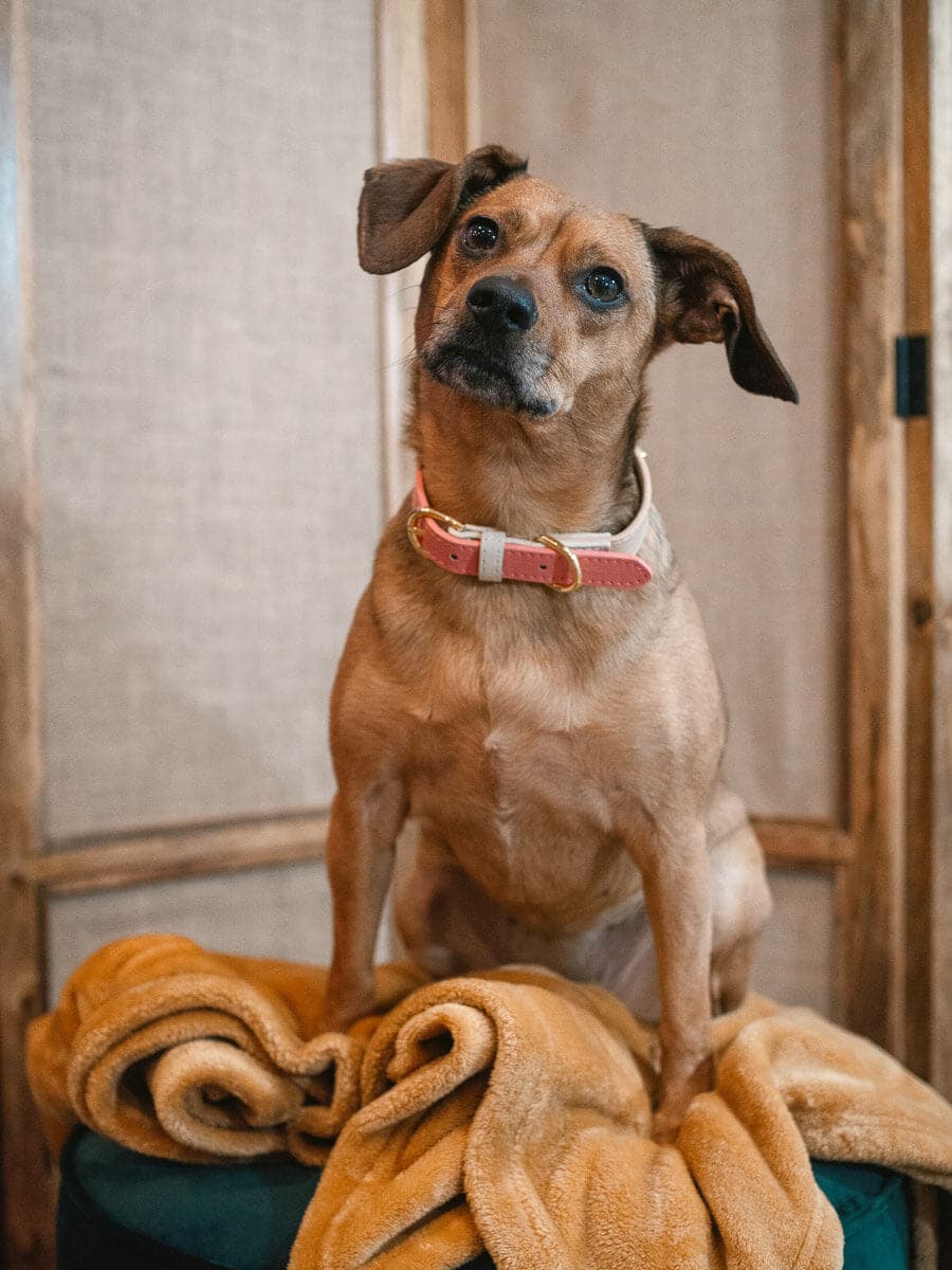 Lola Vegan Leather Dog Collar