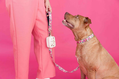 Gianna Dog Collar