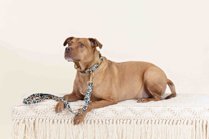 Beckett Dog Leash
