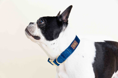 Channing Dog Collar