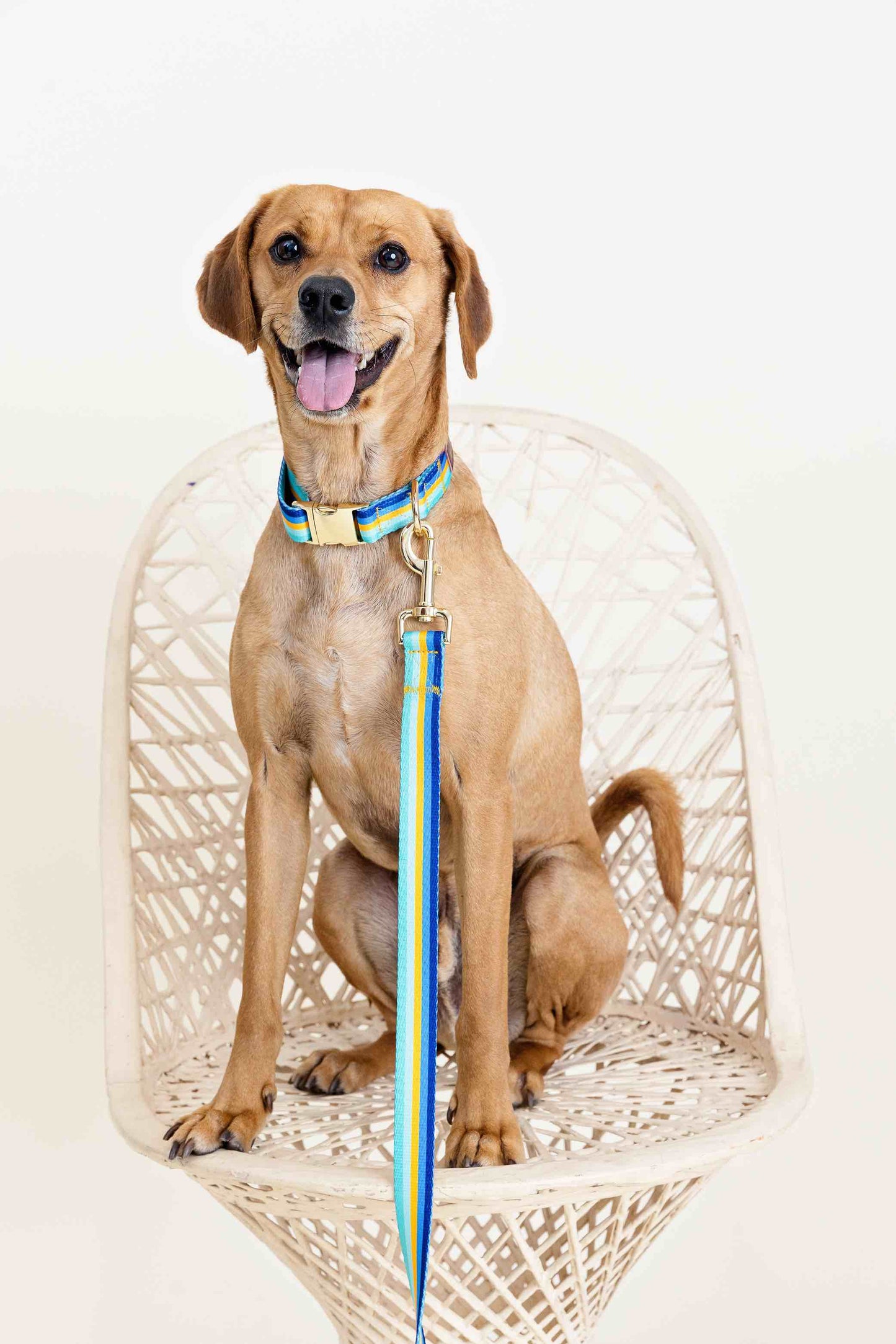 Milo Dog Leash
