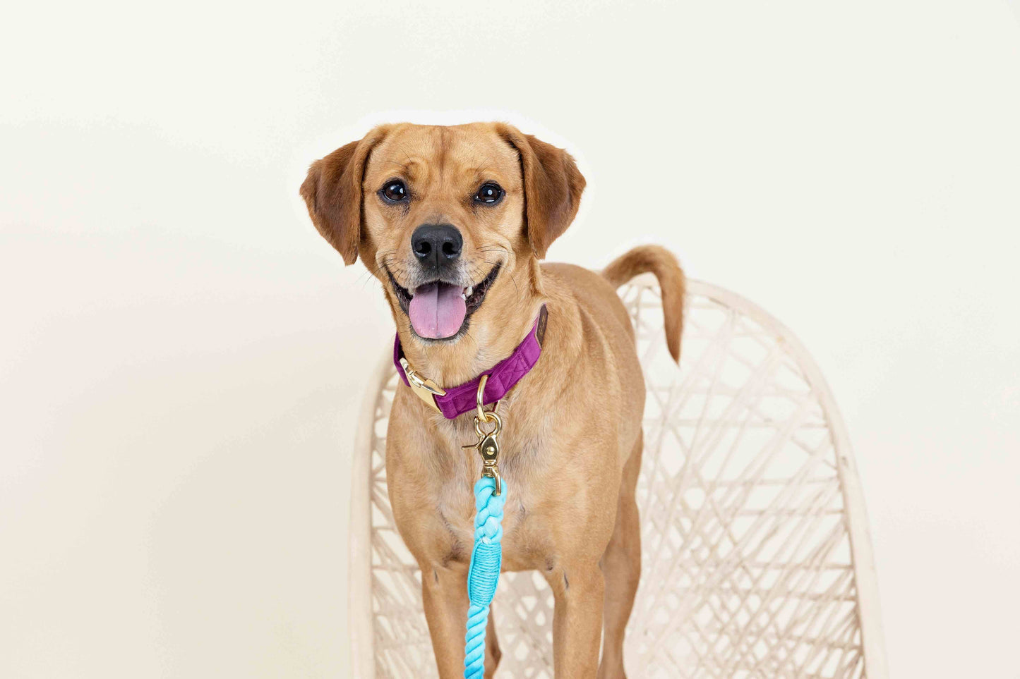 August Dog Collar