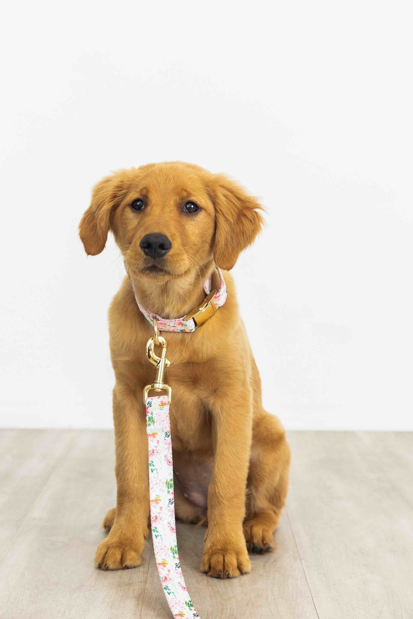 Isabella Dog Leash