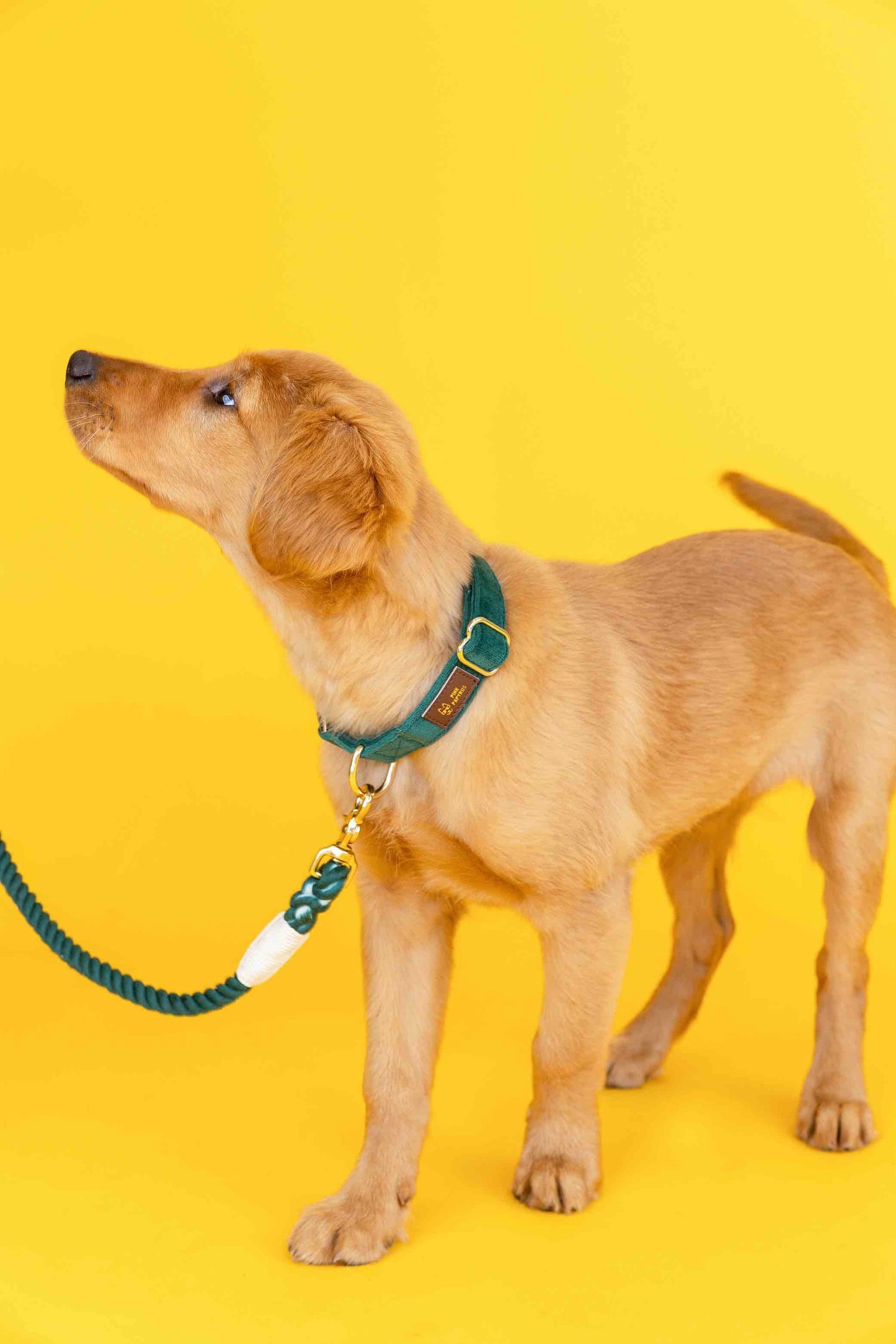 Rue Dog Collar