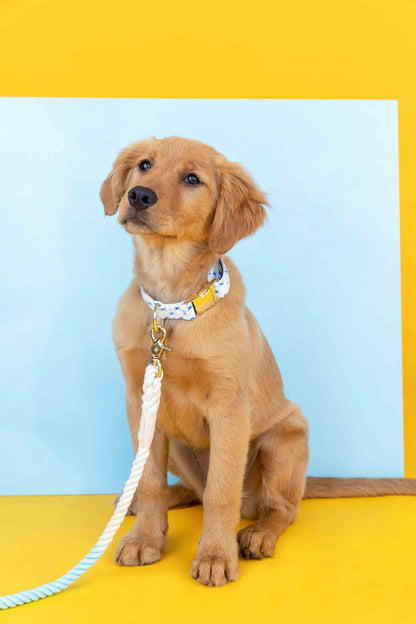 Drew Dog Collar