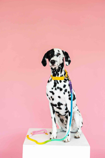 Nola Rope Dog Leash