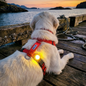 Firefly Safety Light